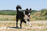 BORDER COLLIE 246